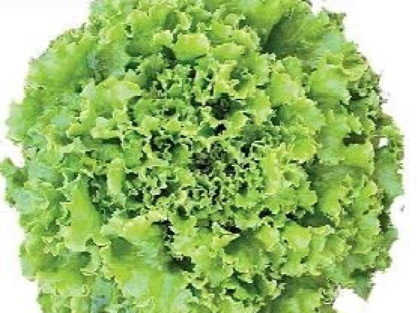 Sjeme salate MINESTRONE