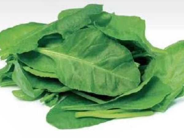 Sjeme špinata APOLLO F1