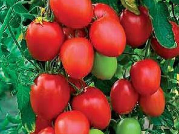 Sjeme rajčice CENCARA F1