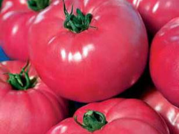 Sjeme rajčice VP1 F1