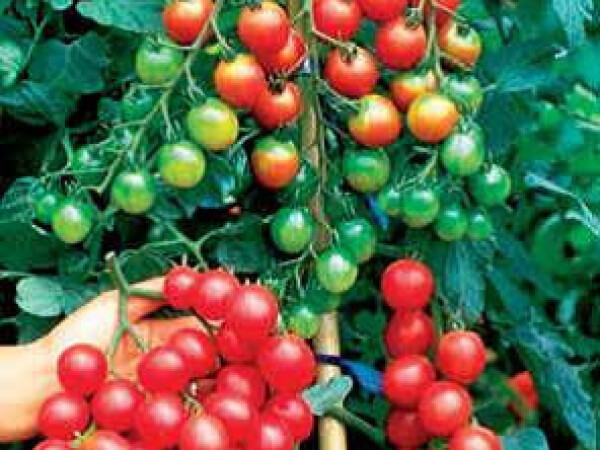 Sjeme rajčice cherry SWEET MILION F1