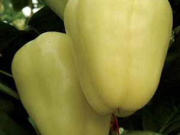 Sjeme paprike BERNITA F1