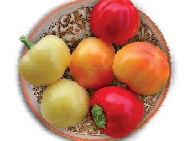 Sjeme paprike ESTER F1