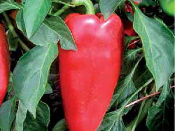 Sjeme paprike RAFAELA F1