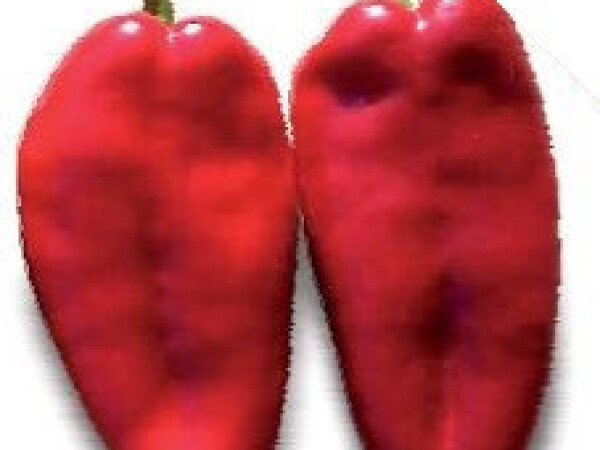 Sjeme paprike KADET F1