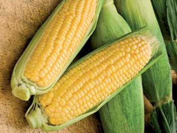 Sjeme šećerca KIARA F1