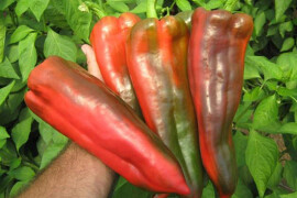 Paprika Kaptur F1 500 sj.