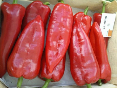 Paprika Kaptur F1 500 sj.