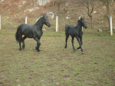 FRIZIJSKO ŽDRIJEBE