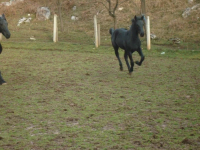 FRIZIJSKO ŽDRIJEBE