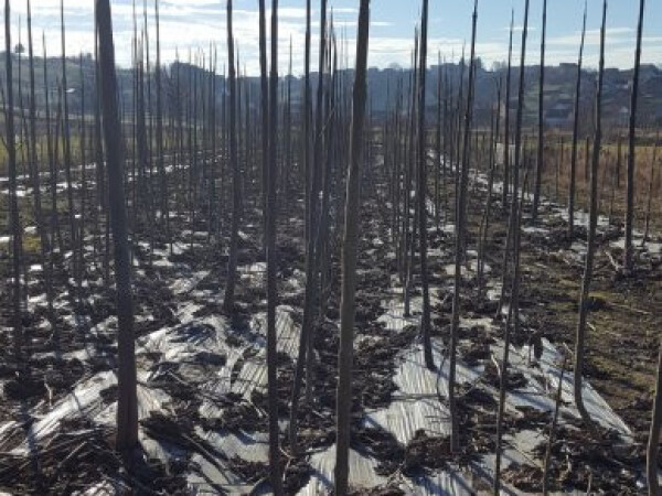 Paulownia Shan Tong jednogodišnje sadnice akcija 20  popusta do 20.3