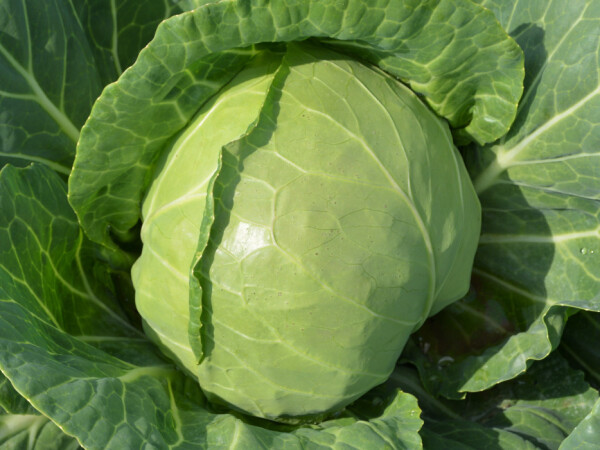 Sjeme kupusa Katarina F1