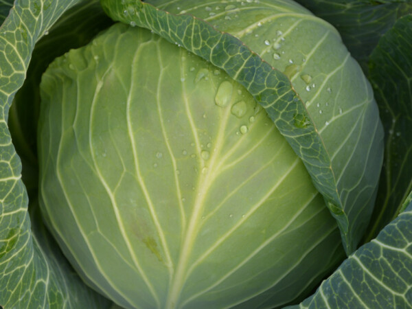 Sjeme kupusa Bajonet F1