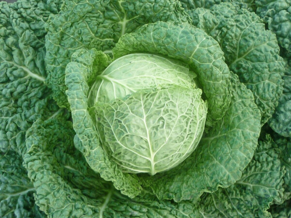 Sjeme kelja Alcosa F1