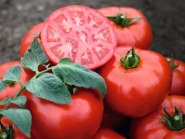 Sjeme rajčice Tomsk F1