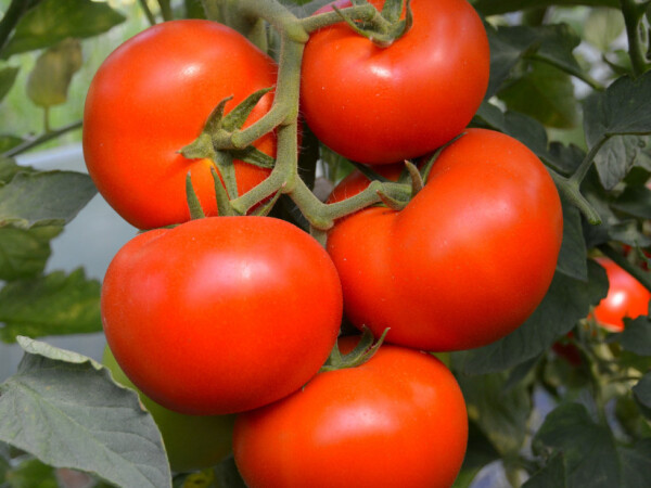 Sjeme rajčice Toivo F1