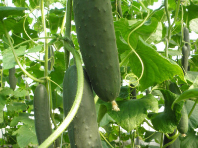 Sjeme krastavca Lisboa F1