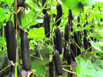 Sjeme krastavca Lisboa F1