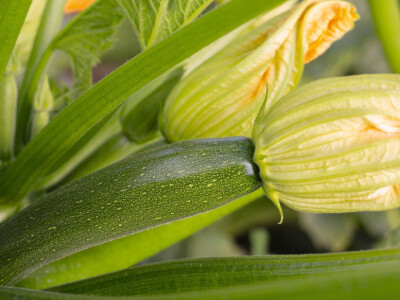 Sjeme tikvice Modena F1