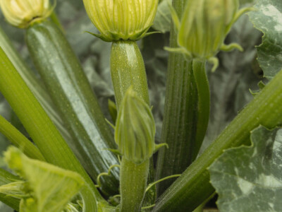 Sjeme tikvice Modena F1