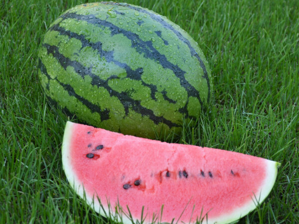 Sjeme lubenice Bedouin F1