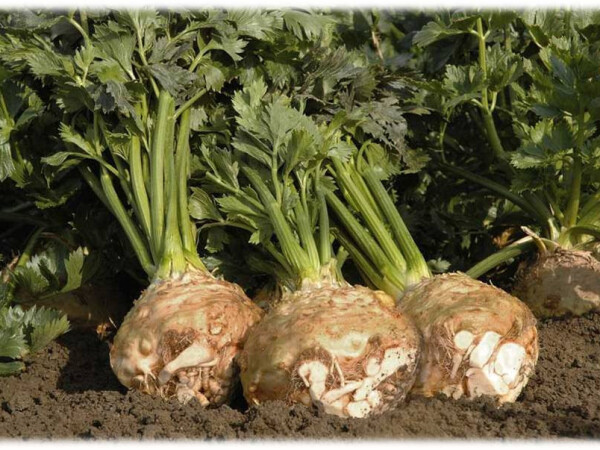 Sjeme celera korjenaša Balena F1