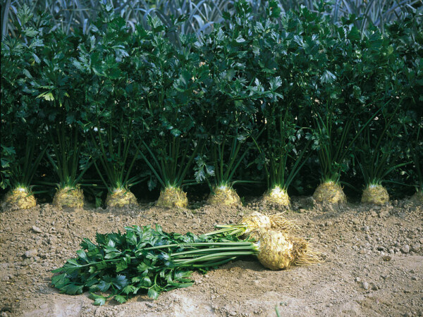 Sjeme celera korjenaša Elena F1