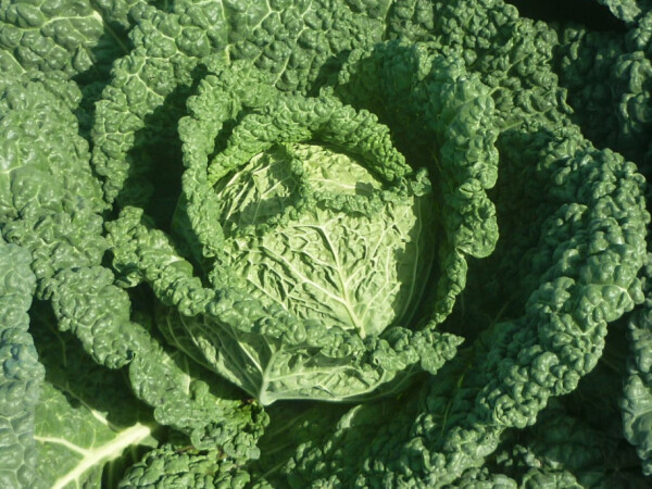 Sjeme kelja Famosa F1