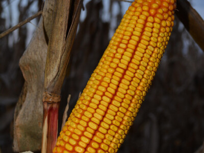 DKC5068 - hibrid kukuruza