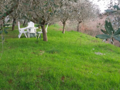 PRODAJEM MASLENIK U POREĆU - 4KM OD MORA