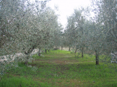 PRODAJEM MASLENIK U POREĆU - 4KM OD MORA