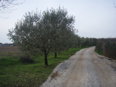 PRODAJEM MASLENIK U POREĆU - 4KM OD MORA