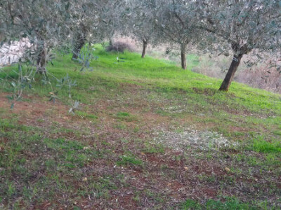 PRODAJEM MASLENIK U POREĆU - 4KM OD MORA