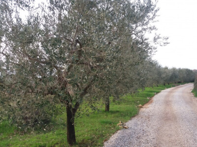 PRODAJEM MASLENIK U POREĆU - 4KM OD MORA