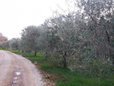 PRODAJEM MASLENIK U POREĆU - 4KM OD MORA