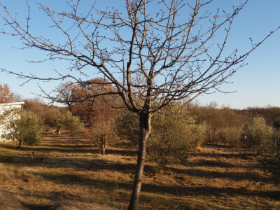 IMANJE ISTRA-POREĆ 10 min od mora