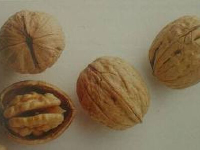 Sadnice oraha Novosadski, Šejnovo, Drenovo, Jupiter - 2 godišnje