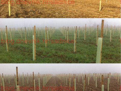 Sadnice oraha Novosadski, Šejnovo, Drenovo, Jupiter - 2 godišnje