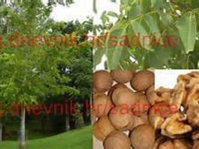 Sadnice oraha Novosadski, Šejnovo, Drenovo, Jupiter - 2 godišnje