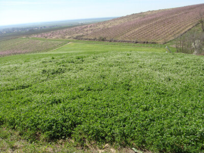 Voćnjak i pripremljeno zemljište