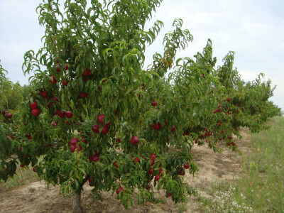 Voćnjak i pripremljeno zemljište