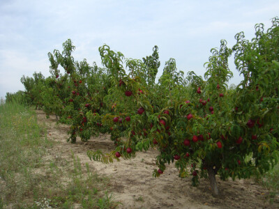 Voćnjak i pripremljeno zemljište