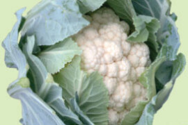 Cvjetača WHITE STEP F1 - 2.500 sjemena