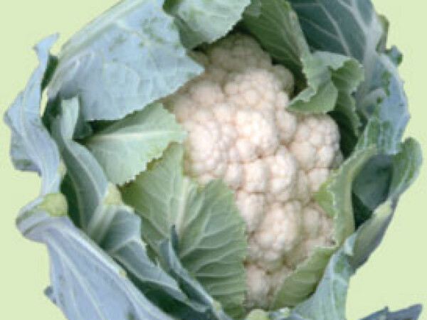 Cvjetača WHITE STEP F1 - 2.500 sjemena