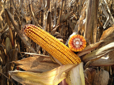 KWS 2370 - hibrid kukuruza FAO 290 - NOVO