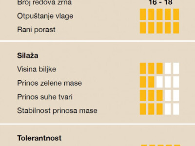 KWS 2370 - hibrid kukuruza FAO 290