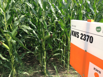 KWS 2370 - hibrid kukuruza FAO 290 - NOVO