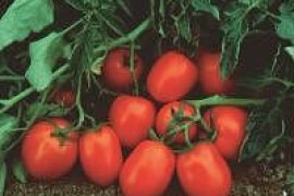 Rajčica Čibli F1 2.500 sjemenki