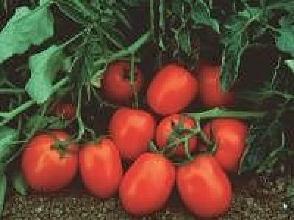 Rajčica Čibli F1 2.500 sjemenki