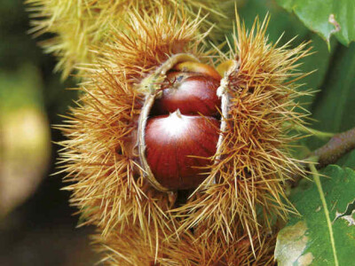 Sadnice kestena, kupine, godzi, aronije i lukovice sremusa